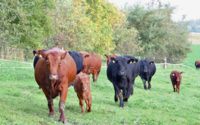 Angus Rind aus der direkten Nachbarschaft